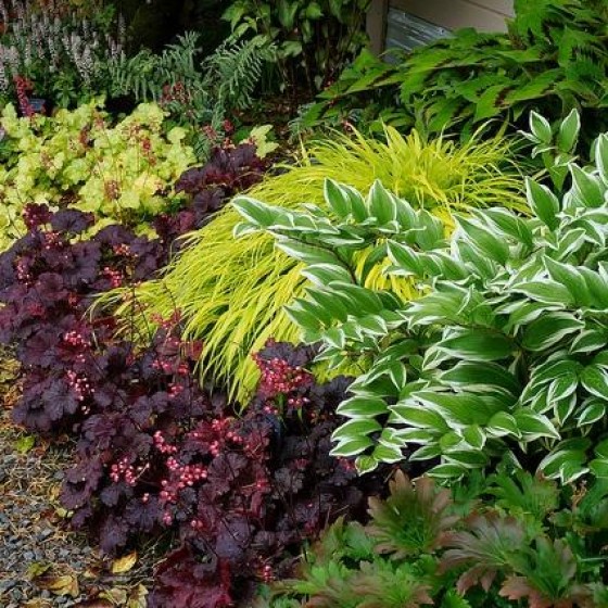 Shade Perennials
